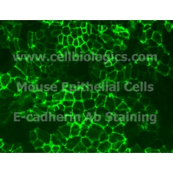 C57BL/6 Mouse Primary Tracheal and Bronchial Epithelial Cells